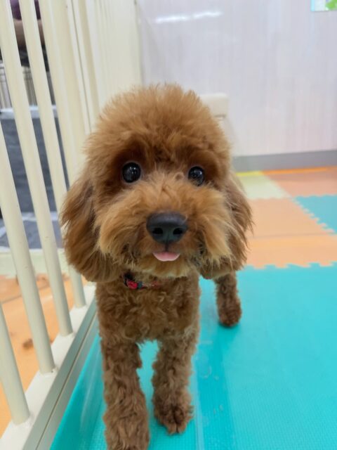 初来園の茶々丸ちゃん🐶
ニコペットにいる子達と楽しそうに遊んでいました✨️
シャンプーやカットもこれから頑張っていきましょう✂️
今日から歯磨きトレーニングスタートしました🦷🪥✨
とても上手にできていました！！
🐾🐶愛犬のお悩みご相談ください🐶🐾
@kenkohmura_official
 ↑フォロー待ってます↑

〒955-0091 新潟県三条市上須頃大割４２８−１
☎︎ 0256-35-2571
✉️ info@kenkohmura.jp
HP: http://kenkohmura.jp
LINE: https://lin.ee/7LIz5sb

#犬幸村#犬の幼稚園 #吠える噛む #犬のしつけ #トイレ
 トイプードル トイプードル可愛い トイプードル大好き