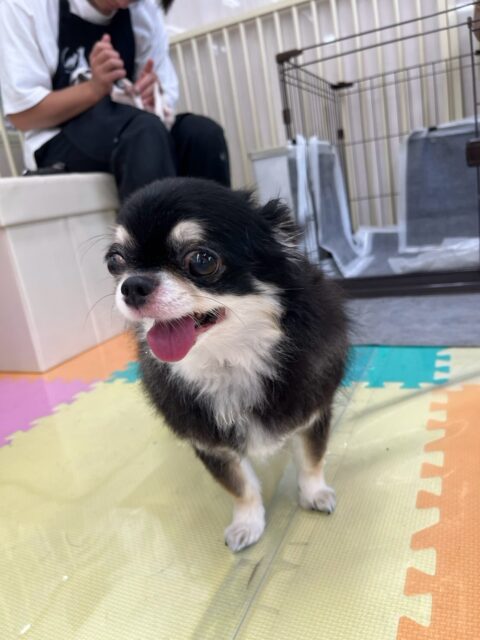 こまめちゃん&カプチーノちゃん🐶
本日も2頭とも名前を呼ばれて嬉しそうにきてくれたり、ニコペットのちびっ子と一緒に匂いを嗅ぎ合ってみたり、挨拶をしたりして過ごしていました🤭
🐾🐶愛犬のお悩みご相談ください🐶🐾
@kenkohmura_official
↑フォロー待ってます↑
〒955-0091 新潟県三条市上須頃大割428−1
☎︎ 0256-35-2571
✉️ info@kenkohmura.jp
HP: http://kenkohmura.jp
LINE: https://lin.ee/7LIz5sb
#犬幸村#犬の幼稚園 #吠える、噛む #犬のしつけ #トイレ
チワワチワワ可愛いチワワ倶楽部チワワ可愛いすぎるチワワ大好き
