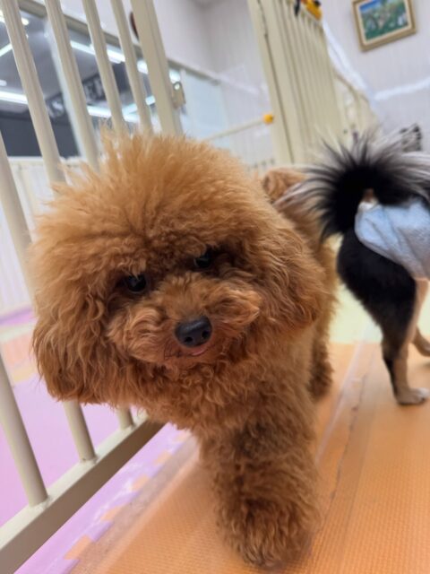 ププちゃん🐶
本日は、茶々丸ちゃんや、モカちゃん、ニコペットのちびっ子達と走り回ったり、ワンプロを仕掛けあったりしてヤンチャにはしゃぎ回っていました🤭

🐾🐶愛犬のお悩みご相談ください🐶🐾
@kenkohmura_official
 ↑フォロー待ってます↑

〒955-0091 新潟県三条市上須頃大割４２８−１
☎︎ 0256-35-2571
✉️ info@kenkohmura.jp
HP: http://kenkohmura.jp
LINE: https://lin.ee/7LIz5sb

#犬幸村#犬の幼稚園 #吠える、噛む #犬のしつけ #トイレ
トイプートイプー可愛いトイプー倶楽部トイプー大好きトイプー可愛いすぎる