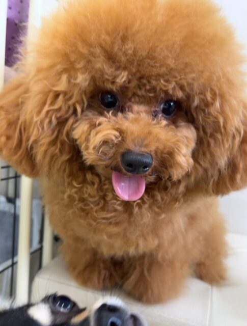 ププちゃん🐶
本日は朝からニコペットのちびっ子達や、ロンちゃん達と軽いワンプロを仕掛けあったり、走り回ったりして過ごしていました🤭
🐾🐶愛犬のお悩みご相談ください🐶🐾
@kenkohmura_official
↑フォロー待ってます↑
〒955-0091 新潟県三条市上須頃大割428−1
☎︎ 0256-35-2571
✉️ info@kenkohmura.jp
HP: http://kenkohmura.jp
LINE: https://lin.ee/7LIz5sb
#犬幸村#犬の幼稚園 #吠える、噛む #犬のしつけ #トイレ
トイプートイプー可愛いトイプー倶楽部トイプー可愛いすぎるトイプー大好き