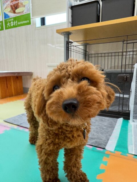 モカちゃん🐶
本日は朝からきりまるちゃんやププちゃん達と激しすぎるワンプロを仕掛けあったり、みんなで走り回ったりして過ごしていました🤭
夕方にはもう疲れてお休みモードもうヘトヘトでした🤣

🐾🐶愛犬のお悩みご相談ください🐶🐾
@kenkohmura_official
 ↑フォロー待ってます↑

〒955-0091 新潟県三条市上須頃大割４２８−１
☎︎ 0256-35-2571
✉️ info@kenkohmura.jp
HP: http://kenkohmura.jp
LINE: https://lin.ee/7LIz5sb

#犬幸村#犬の幼稚園 #吠える、噛む #犬のしつけ #トイレ
トイプートイプー可愛いトイプー倶楽部トイプー可愛いすぎるトイプー大好き
