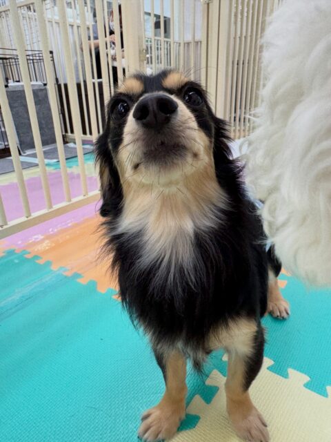 はにちゃん🐶
本日は来て早々にピピちゃんやぽん太達のチームビションを追いかけてみたり、遊びに誘ったりしてコミュニケーションを取っていました🤭

🐾🐶愛犬のお悩みご相談ください🐶🐾
@kenkohmura_official
 ↑フォロー待ってます↑

〒955-0091 新潟県三条市上須頃大割４２８−１
☎︎ 0256-35-2571
✉️ info@kenkohmura.jp
HP: http://kenkohmura.jp
LINE: https://lin.ee/7LIz5sb

#犬幸村#犬の幼稚園 #吠える、噛む #犬のしつけ #トイレ
ミックスミックス犬ミックス犬可愛いミックス犬大好きミックス犬倶楽部