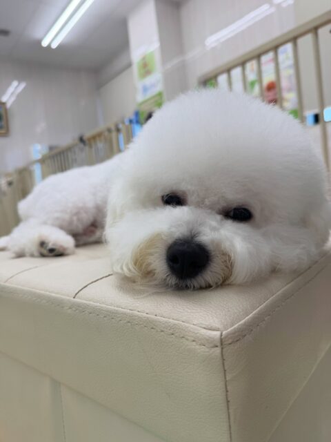 明日は木曜日休園日です🐶

🐾🐶愛犬のお悩みご相談ください🐶🐾
@kenkohmura_official
 ↑フォロー待ってます↑

〒955-0091 新潟県三条市上須頃大割４２８−１
☎︎ 0256-35-2571
✉️ info@kenkohmura.jp
HP: http://kenkohmura.jp
LINE: https://lin.ee/7LIz5sb

#犬幸村#犬の幼稚園 #吠える、噛む #犬のしつけ #トイレ