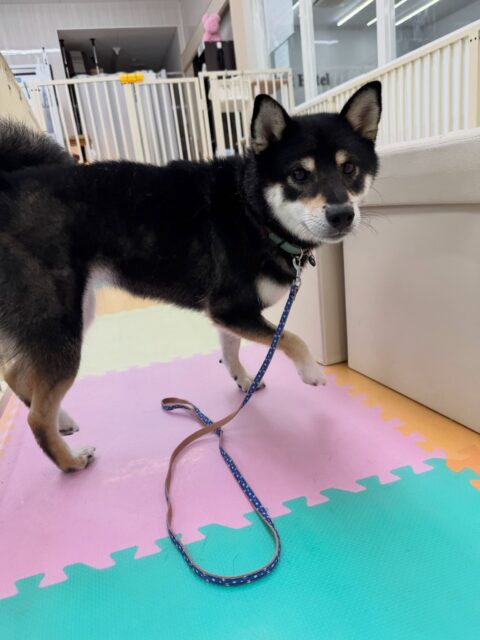 つむぎちゃん🐶
本日は鶴丸や、ニコペットの柴犬達とワンプロを仕掛けあったり、北斗ちゃんと柵越しに激しいお話をしながら走り回ったりしていつもよりも動き回っていました🤭
🐾🐶愛犬のお悩みご相談ください🐶🐾
@kenkohmura_official
↑フォロー待ってます↑
〒955-0091 新潟県三条市上須頃大割428−1
☎︎ 0256-35-2571
✉️ info@kenkohmura.jp
HP: http://kenkohmura.jp
LINE: https://lin.ee/7LIz5sb
#犬幸村#犬の幼稚園 #吠える、噛む #犬のしつけ #トイレ
柴犬柴犬可愛い柴犬大好き柴犬可愛い柴犬倶楽部柴犬可愛いすぎる