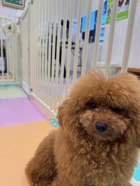 ププちゃん🐶
本日は、ゆずちゃんやちょこたんちゃん、ふうちゃん達と激しい1日を過ごしていました🤭
朝から追いかけっこやワンプロを仕掛けあったりして非常に満足そうな表情でした🤣

🐾🐶愛犬のお悩みご相談ください🐶🐾
@kenkohmura_official
 ↑フォロー待ってます↑

〒955-0091 新潟県三条市上須頃大割４２８−１
☎︎ 0256-35-2571
✉️ info@kenkohmura.jp
HP: http://kenkohmura.jp
LINE: https://lin.ee/7LIz5sb

#犬幸村#犬の幼稚園 #吠える、噛む #犬のしつけ #トイレ
トイプートイプー可愛いトイプー倶楽部トイプー大好きトイプー可愛いすぎる