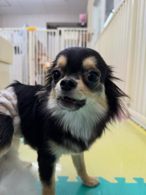 きりまるちゃん＆まろちゃん🐶
本日歯磨きトレーニングを開始して3ヶ月が経ちました🦷
歯の状態は2頭ともかなり綺麗な状態でキープできているのでこのまま継続して綺麗な歯を保ちましょう✊

園内ではきりまるちゃんとまろちゃんは一緒に走り回ってみたり、スタッフと追いかけっこを楽しんだりして過ごしていました🤭

🐾🐶愛犬のお悩みご相談ください🐶🐾
@kenkohmura_official
 ↑フォロー待ってます↑

〒955-0091 新潟県三条市上須頃大割４２８−１
☎︎ 0256-35-2571
✉️ info@kenkohmura.jp
HP: http://kenkohmura.jp
LINE: https://lin.ee/7LIz5sb

#犬幸村#犬の幼稚園 #吠える、噛む #犬のしつけ #トイレ
チワワチワワ可愛いチワワ倶楽部チワワ可愛いすぎるチワワ大好き