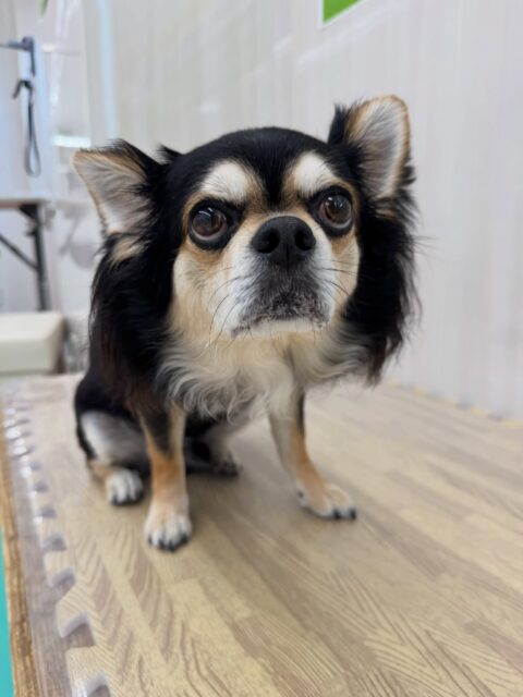 ゴロー丸ちゃん🐶
本日は大好きなピピちゃんとちょっかいを出し合ってみたり、乗っかりあいっこをしたりして楽しんでいました🤭

お散歩トレーニングも距離感はまだありますが徐々に慣れてきたようでよかったです👏