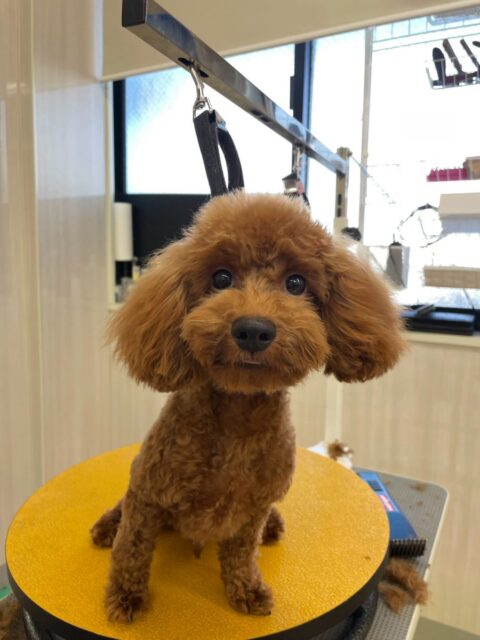 茶々丸ちゃん🐶
本日も朝から元気よく走り回ってみたり、遊びを誘ってみたりしてはしゃぎ回っていました🤭
特にきりまるちゃんとププちゃん達と仲が良くワンプロを仕掛けあったり、追いかけっこを楽しんでいました👍

🐾🐶愛犬のお悩みご相談ください🐶🐾
@kenkohmura_official
 ↑フォロー待ってます↑

〒955-0091 新潟県三条市上須頃大割４２８−１
☎︎ 0256-35-2571
✉️ info@kenkohmura.jp
HP: http://kenkohmura.jp
LINE: https://lin.ee/7LIz5sb

#犬幸村#犬の幼稚園 #吠える、噛む #犬のしつけ #トイレ
トイプートイプー可愛いトイプー倶楽部トイプー大好きトイプー可愛いすぎる