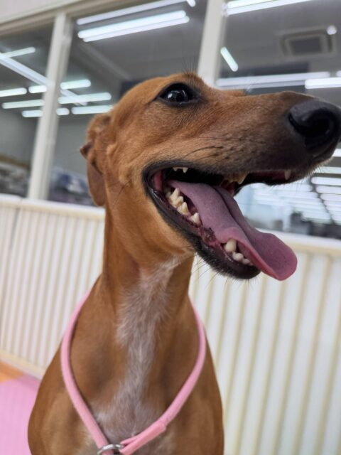 カノアちゃん＆クールちゃん🐶
本日歯磨きトレーニングを開始して2年が経ちました🪥
歯の状態は少し汚れはついていますが、きちんと歯磨きできていると思います‼️このまま継続して頑張っていきましょう✊

園内ではカノアちゃんは朝からぽん太からしつこくアタックされて何だよ〜と楽しそうに追いかけっこをしていました🤭

クールちゃんはニコペットのちびっ子達やきりまるちゃん、ゴロー丸ちゃん達と匂いを嗅ぎ合ったりしてコミュニケーションを取っていました👍

🐾🐶愛犬のお悩みご相談ください🐶🐾
@kenkohmura_official
 ↑フォロー待ってます↑

〒955-0091 新潟県三条市上須頃大割４２８−１
☎︎ 0256-35-2571
✉️ info@kenkohmura.jp
HP: http://kenkohmura.jp
LINE: https://lin.ee/7LIz5sb

#犬幸村#犬の幼稚園 #吠える、噛む #犬のしつけ #トイレ
ミックスミックス犬ミニピンミニピン大好き