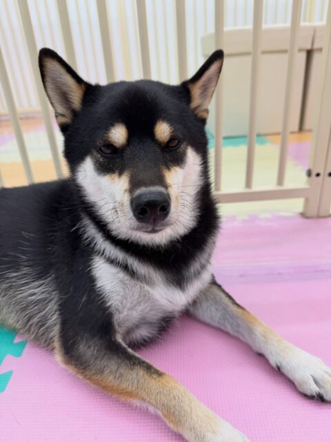 北斗ちゃん🐶
本日はつむぎちゃんや鶴丸達と激しくおしゃべりをしながら、走り回ったり、ワンプロを仕掛けあったりして楽しんでいました🤭
🐾🐶愛犬のお悩みご相談ください🐶🐾
@kenkohmura_official
↑フォロー待ってます↑
〒955-0091 新潟県三条市上須頃大割428−1
☎︎ 0256-35-2571
✉️ info@kenkohmura.jp
HP: http://kenkohmura.jp
LINE: https://lin.ee/7LIz5sb
#犬幸村#犬の幼稚園 #吠える、噛む #犬のしつけ #トイレ
柴犬柴犬可愛い柴犬大好き柴犬可愛いすぎる