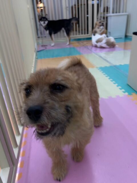 本日の鶴丸🐶
本日は北斗ちゃんやつむぎちゃん達と走り回ったり、ワンプロを仕掛けあったり、激しくおしゃべりをしあったりして過ごしていました🤭
🐾🐶愛犬のお悩みご相談ください🐶🐾
@kenkohmura_official
↑フォロー待ってます↑
〒955-0091 新潟県三条市上須頃大割428−1
☎︎ 0256-35-2571
✉️ info@kenkohmura.jp
HP: http://kenkohmura.jp
LINE: https://lin.ee/7LIz5sb
#犬幸村#犬の幼稚園 #吠える、噛む #犬のしつけ #トイレ
ノーリッチテリアノーリッチテリア可愛いノーリッチテリア大好きノーリッチテリア倶楽部