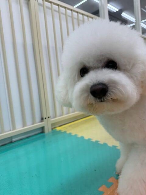 ピピちゃん🐶
本日もなかなかカメラ目線をしてくれないピピちゃん‼️そんなところもまた可愛いですね😍

本日園内ではくま次郎ちゃんやふうちゃん、ぽん太達に遊びを誘われたり、ふうちゃんとは乗っかりあいっこをしたり、追いかけっこをしたりして楽しんでいました🤭

🐾🐶愛犬のお悩みご相談ください🐶🐾
@kenkohmura_official
 ↑フォロー待ってます↑

〒955-0091 新潟県三条市上須頃大割４２８−１
☎︎ 0256-35-2571
✉️ info@kenkohmura.jp
HP: http://kenkohmura.jp
LINE: https://lin.ee/7LIz5sb

#犬幸村#犬の幼稚園 #吠える、噛む #犬のしつけ #トイレ
ビションビション可愛いビション大好きビション倶楽部ビション可愛いすぎる