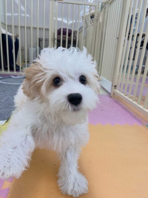 幼稚園体験に来てくれました🐶
最初から色んな子に遊びに誘えていてモカちゃんと楽しそうに遊んでいました🎶
🐾🐶愛犬のお悩みご相談ください🐶🐾
@kenkohmura_official
↑フォロー待ってます↑
〒955-0091 新潟県三条市上須頃大割428−1
☎︎ 0256-35-2571
✉️ info@kenkohmura.jp
HP: http://kenkohmura.jp
LINE: https://lin.ee/7LIz5sb
#犬幸村#犬の幼稚園 #吠える噛む #犬のしつけ #トイレ
ミックス犬 ミックス犬可愛い ミックス犬大好き