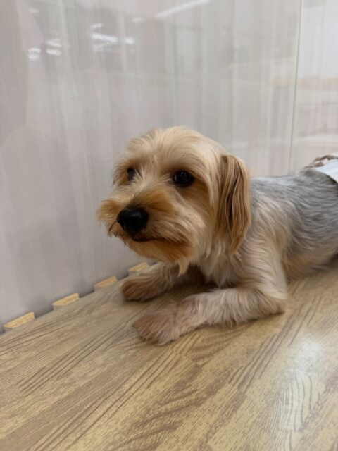 ロンちゃん🐶
本日はニコペットのちびっ子達やププちゃん達との、ワンプロ、スタッフとの手遊びや追いかけっこを楽しんでくれていました🤭
🐾🐶愛犬のお悩みご相談ください🐶🐾
@kenkohmura_official
↑フォロー待ってます↑
〒955-0091 新潟県三条市上須頃大割428−1
☎︎ 0256-35-2571
✉️ info@kenkohmura.jp
HP: http://kenkohmura.jp
LINE: https://lin.ee/7LIz5sb
#犬幸村#犬の幼稚園 #吠える、噛む #犬のしつけ #トイレ
ヨーキーヨーキー可愛いヨーキー倶楽部ヨーキー可愛いすぎるヨーキー大好き