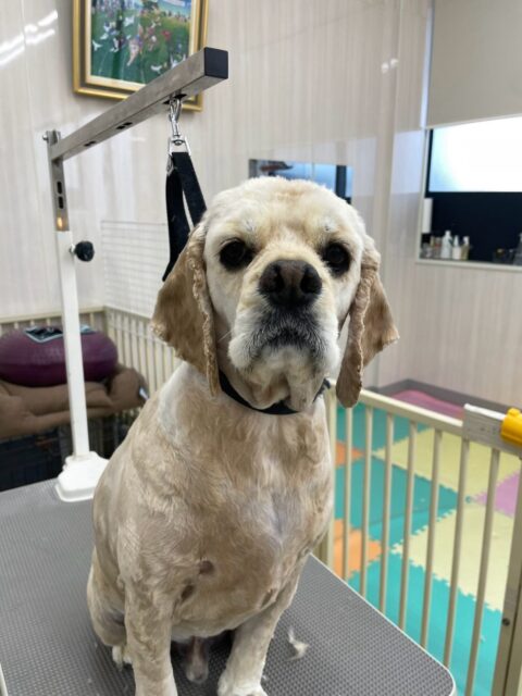 パニちゃん🐶
モカちゃんや体験に来たこと上手に挨拶していました😊
カットやお手入れも頑張っていました✨️
🐾🐶愛犬のお悩みご相談ください🐶🐾
@kenkohmura_official
↑フォロー待ってます↑
〒955-0091 新潟県三条市上須頃大割428−1
☎︎ 0256-35-2571
✉️ info@kenkohmura.jp
HP: http://kenkohmura.jp
LINE: https://lin.ee/7LIz5sb
#犬幸村#犬の幼稚園 #吠える噛む #犬のしつけ #トイレ
アメリカンコッカースパニエル アメリカンコッカースパニエル可愛い アメリカンコッカースパニエル大好き