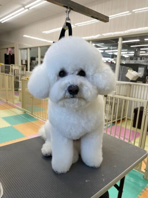 ピピちゃん🐶
ゴロー丸ちゃんが大好きなようで、遊びを誘ってみたり、のっかてみたりして大好きアピールをたくさんしていました🤭
最近ベッタリ仲良しな2頭でした😍

🐾🐶愛犬のお悩みご相談ください🐶🐾
@kenkohmura_official
 ↑フォロー待ってます↑

〒955-0091 新潟県三条市上須頃大割４２８−１
☎︎ 0256-35-2571
✉️ info@kenkohmura.jp
HP: http://kenkohmura.jp
LINE: https://lin.ee/7LIz5sb

#犬幸村#犬の幼稚園 #吠える、噛む #犬のしつけ #トイレ
ビションビションフリーゼビション可愛いビション大好きビション倶楽部
