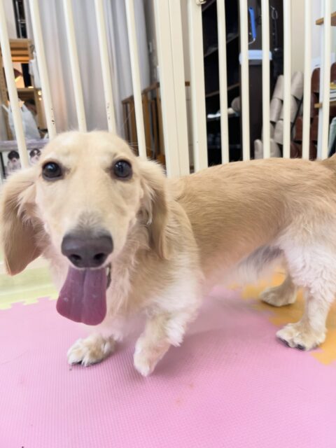 シロちゃん🐶
夏紬ちゃんと激しくおしゃべりしたり、スタッフに撫でて〜とあまえたりしていました😆
歯磨きトレーニング11ヶ月経過しました🦷🪥✨
歯磨き上手にやらせてくれています!!
🐾🐶愛犬のお悩みご相談ください🐶🐾
@kenkohmura_official
↑フォロー待ってます↑
〒955-0091 新潟県三条市上須頃大割428−1
☎︎ 0256-35-2571
✉️ info@kenkohmura.jp
HP: http://kenkohmura.jp
LINE: https://lin.ee/7LIz5sb
#犬幸村#犬の幼稚園 #吠える噛む #犬のしつけ #トイレ
ミニチュアダックスフンド ミニチュアダックスフンド可愛い ミニチュアダックスフンド大好き