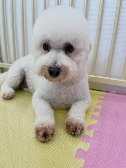 よもぎちゃん🐶
体験に来た子に遊びに誘われいたり、むくちゃんとくっついて休んでいたりしていました☺️
🐾🐶愛犬のお悩みご相談ください🐶🐾
@kenkohmura_official
↑フォロー待ってます↑
〒955-0091 新潟県三条市上須頃大割428−1
☎︎ 0256-35-2571
✉️ info@kenkohmura.jp
HP: http://kenkohmura.jp
LINE: https://lin.ee/7LIz5sb
#犬幸村#犬の幼稚園 #吠える噛む #犬のしつけ #トイレ
ミックス犬 ミックス犬可愛い ミックス犬大好き