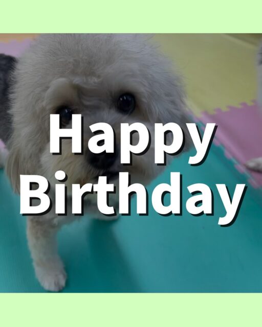 オレオちゃん🐶
お誕生日おめでとうございます🎂👏🏻
大好きなベンと挨拶したり、ぽん太に遊びに誘われていました☺️
歯磨きトレーニング開始して2年経過しました🦷🪥✨
これからも頑張りましょう！
🐾🐶愛犬のお悩みご相談ください🐶🐾
@kenkohmura_official
 ↑フォロー待ってます↑

〒955-0091 新潟県三条市上須頃大割４２８−１
☎︎ 0256-35-2571
✉️ info@kenkohmura.jp
HP: http://kenkohmura.jp
LINE: https://lin.ee/7LIz5sb

#犬幸村#犬の幼稚園 #吠える噛む #犬のしつけ #トイレ
 ミックス犬 ミックス犬大好き ミックス犬可愛い
