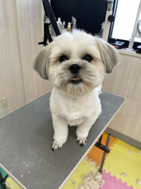ゆずちゃん🐶
本日もワンプロで白熱したり、激しい追いかけっこを楽しんだりと非常に激しい1日でした‼️
特にププちゃんと仲が良く、ワンプロを飽きるまで繰り返しやっていてすごい体力でした👏

🐾🐶愛犬のお悩みご相談ください🐶🐾
@kenkohmura_official
 ↑フォロー待ってます↑

〒955-0091 新潟県三条市上須頃大割４２８−１
☎︎ 0256-35-2571
✉️ info@kenkohmura.jp
HP: http://kenkohmura.jp
LINE: https://lin.ee/7LIz5sb

#犬幸村#犬の幼稚園 #吠える、噛む #犬のしつけ #トイレ
ミックスミックス犬ミックス犬可愛いミックス犬大好きミックス犬倶楽部