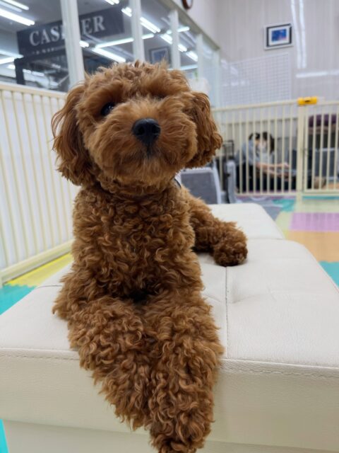 モカちゃん🐶
パニちゃんとお喋りしたり、体験に来たこと楽しそうに走り回って遊んでいました✨️
お散歩トレーニング上手に歩いていました👏
🐾🐶愛犬のお悩みご相談ください🐶🐾
@kenkohmura_official
↑フォロー待ってます↑
〒955-0091 新潟県三条市上須頃大割428−1
☎︎ 0256-35-2571
✉️ info@kenkohmura.jp
HP: http://kenkohmura.jp
LINE: https://lin.ee/7LIz5sb
#犬幸村#犬の幼稚園 #吠える噛む #犬のしつけ #トイレ
トイプードル トイプードル可愛い トイプードル大好き