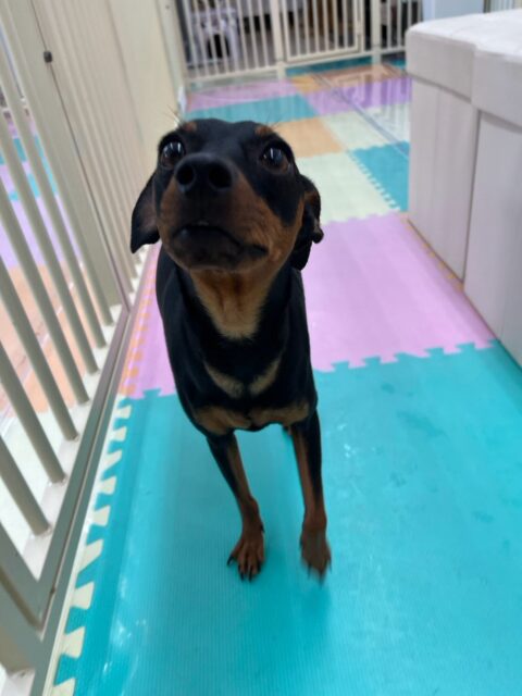 ちょこたんちゃん🐶
本日歯磨きトレーニングを開始して1年4ヶ月が経ちました
歯の状態は綺麗に保てているのでこのまま継続を意識して頑張っていきましょう✊

園内ではふうちゃんやくま次郎ちゃん、ぽん太達と走り回ったり、ワンプロを仕掛けあったりして激しく過ごしていました🤭

🐾🐶愛犬のお悩みご相談ください🐶🐾
@kenkohmura_official
 ↑フォロー待ってます↑

〒955-0091 新潟県三条市上須頃大割４２８−１
☎︎ 0256-35-2571
✉️ info@kenkohmura.jp
HP: http://kenkohmura.jp
LINE: https://lin.ee/7LIz5sb

#犬幸村#犬の幼稚園 #吠える、噛む #犬のしつけ #トイレ
ミニピンミニピン可愛いミニピン倶楽部ミニピン可愛いすぎるミニピン大好き