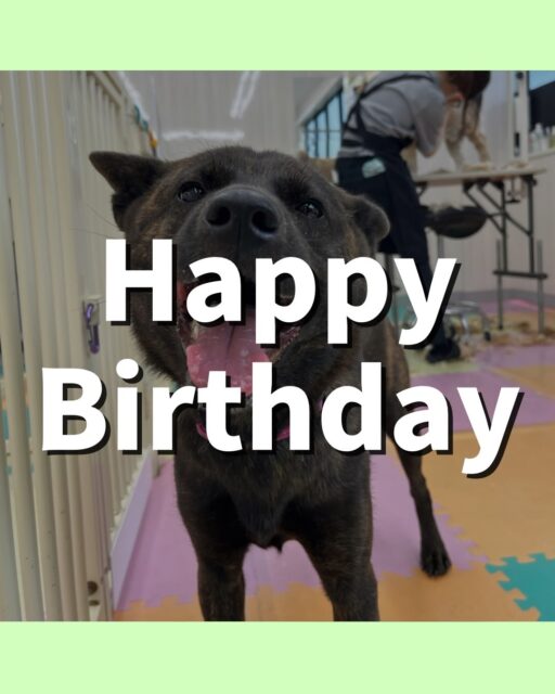 夏紬ちゃん🐶
お誕生日おめでとうございます🎂👏🏻
寅丸ちゃんと激しくおしゃべりしたり、くーちゃんと挨拶していました😆
🐾🐶愛犬のお悩みご相談ください🐶🐾
@kenkohmura_official
↑フォロー待ってます↑
〒955-0091 新潟県三条市上須頃大割428−1
☎︎ 0256-35-2571
✉️ info@kenkohmura.jp
HP: http://kenkohmura.jp
LINE: https://lin.ee/7LIz5sb
#犬幸村#犬の幼稚園 #吠える噛む #犬のしつけ #トイレ
甲斐犬 甲斐犬可愛い 甲斐犬大好き