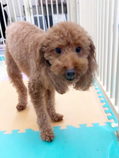 チコちゃん🐶
神威ちゃんと仲良く楽しそうに遊んでいました😄
歯磨きトレーニング開始して2年経過しました🦷🪥✨
これからも汚れがつかないように頑張りましょう！
🐾🐶愛犬のお悩みご相談ください🐶🐾
@kenkohmura_official
 ↑フォロー待ってます↑

〒955-0091 新潟県三条市上須頃大割４２８−１
☎︎ 0256-35-2571
✉️ info@kenkohmura.jp
HP: http://kenkohmura.jp
LINE: https://lin.ee/7LIz5sb

#犬幸村#犬の幼稚園 #吠える噛む #犬のしつけ #トイレ
 トイプードル トイプードル可愛い トイプードル大好き