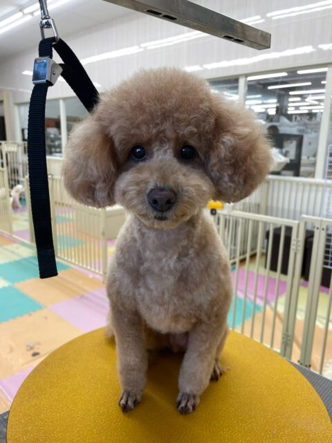 ポコちゃん🐶
本日はふうちゃんやゆずちゃん、ププちゃん達と激しく走り回ったり、ワンプロを仕掛けあったりしてヤンチャに走り回っていました👍

お散歩トレーニングでは本日も慎重な足取りとはなりましたが、止まらずに歩き続けられました👏

🐾🐶愛犬のお悩みご相談ください🐶🐾
@kenkohmura_official
 ↑フォロー待ってます↑

〒955-0091 新潟県三条市上須頃大割４２８−１
☎︎ 0256-35-2571
✉️ info@kenkohmura.jp
HP: http://kenkohmura.jp
LINE: https://lin.ee/7LIz5sb

#犬幸村#犬の幼稚園 #吠える、噛む #犬のしつけ #トイレ
トイプートイプー可愛いトイプー倶楽部トイプー大好きトイプー可愛いすぎる