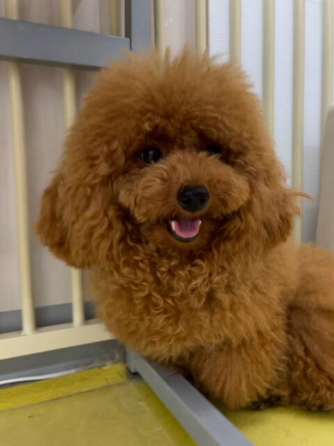 ププちゃん🐶
本日もニコペットのちびっ子達と激しくワンプロを仕掛けあったり、みんなで走り回ったりして非常に楽しそうに過ごしていました🤭

🐾🐶愛犬のお悩みご相談ください🐶🐾
@kenkohmura_official
 ↑フォロー待ってます↑

〒955-0091 新潟県三条市上須頃大割４２８−１
☎︎ 0256-35-2571
✉️ info@kenkohmura.jp
HP: http://kenkohmura.jp
LINE: https://lin.ee/7LIz5sb

#犬幸村#犬の幼稚園 #吠える、噛む #犬のしつけ #トイレ
トイプートイプー可愛いトイプー倶楽部トイプー可愛いすぎるトイプー大好き