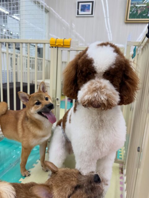 バロンちゃん🐶
本日はニコペットの柴犬ちゃんや鶴丸達にたくさんちょっかいを出されて写真を撮る時に邪魔するな‼️と少し不機嫌そうな表情でした🤣

園内では激しいワンプロを仕掛けあったり、みんなで走り回ったりして非常に楽しそうに過ごしていました🤭

🐾🐶愛犬のお悩みご相談ください🐶🐾
@kenkohmura_official
 ↑フォロー待ってます↑

〒955-0091 新潟県三条市上須頃大割４２８−１
☎︎ 0256-35-2571
✉️ info@kenkohmura.jp
HP: http://kenkohmura.jp
LINE: https://lin.ee/7LIz5sb

#犬幸村#犬の幼稚園 #吠える、噛む #犬のしつけ #トイレ
スタンダードプードルスタンダードプードル可愛いスタンダードプードル大好きスタンダードプードル倶楽部