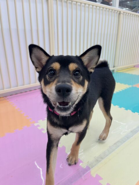 幼稚園体験に来てくれました🐶
誰とでも仲良く遊べる元気な子で楽しそうに遊んでいました☺️
🐾🐶愛犬のお悩みご相談ください🐶🐾
@kenkohmura_official
↑フォロー待ってます↑
〒955-0091 新潟県三条市上須頃大割428−1
☎︎ 0256-35-2571
✉️ info@kenkohmura.jp
HP: http://kenkohmura.jp
LINE: https://lin.ee/7LIz5sb
#犬幸村#犬の幼稚園 #吠える噛む #犬のしつけ #トイレ
柴犬 柴犬可愛い 柴犬大好き