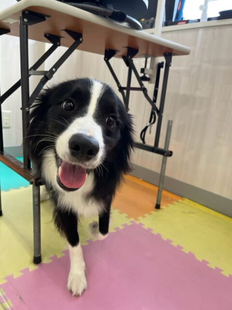 カイちゃん🐶
本日歯磨きトレーニングを開始して1年10ヶ月が経ちました
歯の状態はかなり綺麗にキープされていたのでよかったですが上の方に少し汚れが見えてきたので少し意識しながら磨いていきましょう✊

園内ではニコペットのちびっ子達と走ってみたり、挨拶をしてみたり、匂いを嗅いだりしてコミュニケーションをとりながら過ごしていました🤭

🐾🐶愛犬のお悩みご相談ください🐶🐾
@kenkohmura_official
 ↑フォロー待ってます↑

〒955-0091 新潟県三条市上須頃大割４２８−１
☎︎ 0256-35-2571
✉️ info@kenkohmura.jp
HP: http://kenkohmura.jp
LINE: https://lin.ee/7LIz5sb

#犬幸村#犬の幼稚園 #吠える、噛む #犬のしつけ #トイレ
ボーダーコリーボーダーコリー可愛いボーダーコリー倶楽部ボーダーコリー大好きボーダーコリー可愛いすぎる