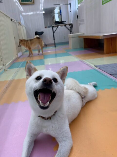コハクちゃん🐶
本日歯磨きトレーニングを開始して1年3ヶ月が経ちました
歯の状態はかなり綺麗にキープできているのでこのまま継続を意識して頑張っていきましょう✊

園内では朝からこまちゃんやのりまきちゃん達と激しいワンプロを仕掛けあったり、追いかけっこをしたりして楽しんでいました🤭

🐾🐶愛犬のお悩みご相談ください🐶🐾
@kenkohmura_official
 ↑フォロー待ってます↑

〒955-0091 新潟県三条市上須頃大割４２８−１
☎︎ 0256-35-2571
✉️ info@kenkohmura.jp
HP: http://kenkohmura.jp
LINE: https://lin.ee/7LIz5sb

#犬幸村#犬の幼稚園 #吠える、噛む #犬のしつけ #トイレ
柴犬時可愛い柴犬大好き柴犬倶楽部柴犬大好き柴犬可愛いすぎる
