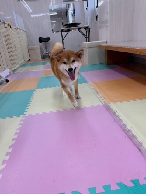 つくしちゃん🐶
本日歯磨きトレーニングを開始して1年11ヶ月が経ちました
歯の状態はあまり変化なく上手にキープできています‼️このまま継続を意識して頑張りましょう✊

園内ではいろんな柴ちゃん達がきてくれていたので、挨拶をしたり、匂いを嗅ぎ合ったり、激しいおしゃべりをしあったりして楽しんでいました🤭

🐾🐶愛犬のお悩みご相談ください🐶🐾
@kenkohmura_official
 ↑フォロー待ってます↑

〒955-0091 新潟県三条市上須頃大割４２８−１
☎︎ 0256-35-2571
✉️ info@kenkohmura.jp
HP: http://kenkohmura.jp
LINE: https://lin.ee/7LIz5sb

#犬幸村#犬の幼稚園 #吠える、噛む #犬のしつけ #トイレ
柴犬柴犬可愛い柴犬大好き柴犬倶楽部柴犬大好き