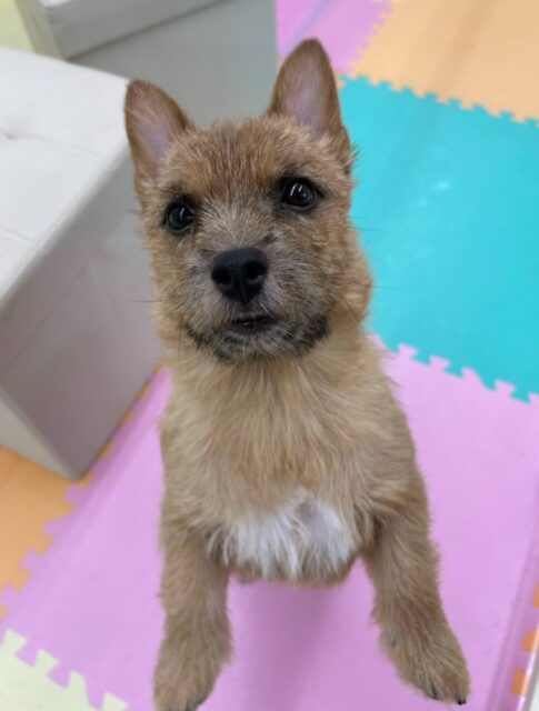 本日の鶴丸🐶
本日はつむぎちゃんやバロンちゃん達と走り回ったり、みんなで激しすぎるワンプロをして遊んでいました‼️
満足そうな表情でした🤭

🐾🐶愛犬のお悩みご相談ください🐶🐾
@kenkohmura_official
 ↑フォロー待ってます↑

〒955-0091 新潟県三条市上須頃大割４２８−１
☎︎ 0256-35-2571
✉️ info@kenkohmura.jp
HP: http://kenkohmura.jp
LINE: https://lin.ee/7LIz5sb

#犬幸村#犬の幼稚園 #吠える、噛む #犬のしつけ #トイレ
ノーリッチテリアノーリッチテリア可愛いノーリッチテリア大好きノーリッチテリア倶楽部ノーリッチテリア可愛いすぎる