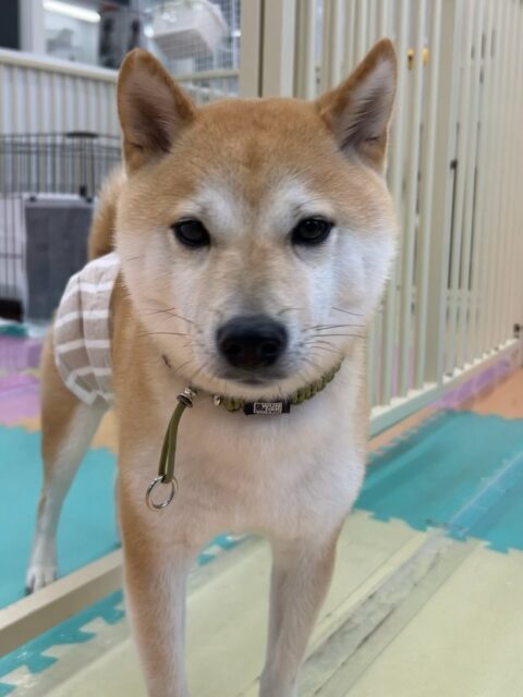 寅丸ちゃん🐶
くーちゃんを追いかけたり、夏紬ちゃんと激しくおしゃべりしていました😊
お散歩トレーニング上手に歩いていました👏
🐾🐶愛犬のお悩みご相談ください🐶🐾
@kenkohmura_official
↑フォロー待ってます↑
〒955-0091 新潟県三条市上須頃大割428−1
☎︎ 0256-35-2571
✉️ info@kenkohmura.jp
HP: http://kenkohmura.jp
LINE: https://lin.ee/7LIz5sb
#犬幸村#犬の幼稚園 #吠える噛む #犬のしつけ #トイレ
豆柴 豆柴可愛い 豆柴大好き