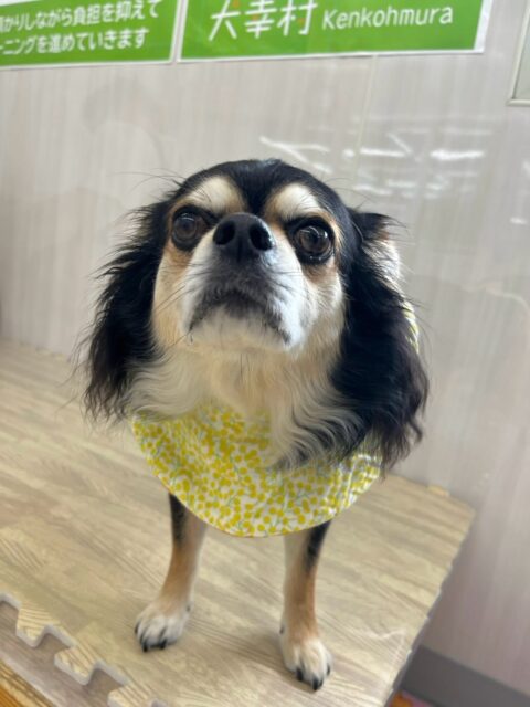 ゴロー丸ちゃん🐶
本日園内では、ベンに朝から匂いを嗅ぎ回られたり、ニコペットのちびっ子達にちょっかいを出されたりしてちょいギレしていました🤣
🐾🐶愛犬のお悩みご相談ください🐶🐾
@kenkohmura_official
↑フォロー待ってます↑
〒955-0091 新潟県三条市上須頃大割428−1
☎︎ 0256-35-2571
✉️ info@kenkohmura.jp
HP: http://kenkohmura.jp
LINE: https://lin.ee/7LIz5sb
#犬幸村#犬の幼稚園 #吠える、噛む #犬のしつけ #トイレ
チワワチワワ可愛いチワワ大好きチワワ倶楽部チワワ可愛いすぎる