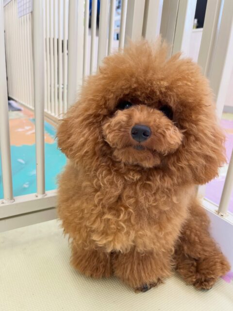 ププちゃん🐶
体験に来たこと楽しそうに遊んでいました🙌
お散歩トレーニングもルンルンで歩いていました🎶
🐾🐶愛犬のお悩みご相談ください🐶🐾
@kenkohmura_official
↑フォロー待ってます↑
〒955-0091 新潟県三条市上須頃大割428−1
☎︎ 0256-35-2571
✉️ info@kenkohmura.jp
HP: http://kenkohmura.jp
LINE: https://lin.ee/7LIz5sb
#犬幸村#犬の幼稚園 #吠える噛む #犬のしつけ #トイレ
トイプードル トイプードル可愛い トイプードル大好き