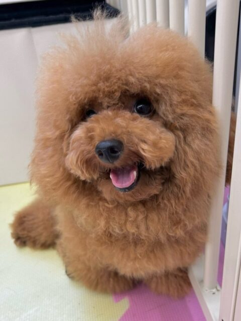 ププちゃん🐶
本日は園内を走り回ったり、激しいワンプロを仕掛けあったり、BOSSちゃんやニコペットの柴犬に二足歩行でブチギレたりして、過ごしていました🤣
🐾🐶愛犬のお悩みご相談ください🐶🐾
@kenkohmura_official
↑フォロー待ってます↑
〒955-0091 新潟県三条市上須頃大割428−1
☎︎ 0256-35-2571
✉️ info@kenkohmura.jp
HP: http://kenkohmura.jp
LINE: https://lin.ee/7LIz5sb
#犬幸村#犬の幼稚園 #吠える、噛む #犬のしつけ #トイレ
トイプートイプー可愛いトイプー倶楽部トイプー大好きトイプー可愛いすぎる