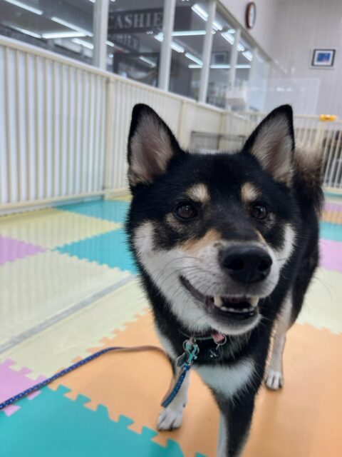 つむぎちゃん🐶
本日はバロンちゃんや鶴丸、ニコペットの柴犬ちゃん達と一緒に激しいおしゃべりをしあったり、匂いを嗅ぎ合ったりしてコミュニケーションを取ったりしていました🤭

🐾🐶愛犬のお悩みご相談ください🐶🐾
@kenkohmura_official
 ↑フォロー待ってます↑

〒955-0091 新潟県三条市上須頃大割４２８−１
☎︎ 0256-35-2571
✉️ info@kenkohmura.jp
HP: http://kenkohmura.jp
LINE: https://lin.ee/7LIz5sb

#犬幸村#犬の幼稚園 #吠える、噛む #犬のしつけ #トイレ
柴犬柴犬可愛い柴犬大好き柴犬倶楽部柴犬可愛いすぎる
