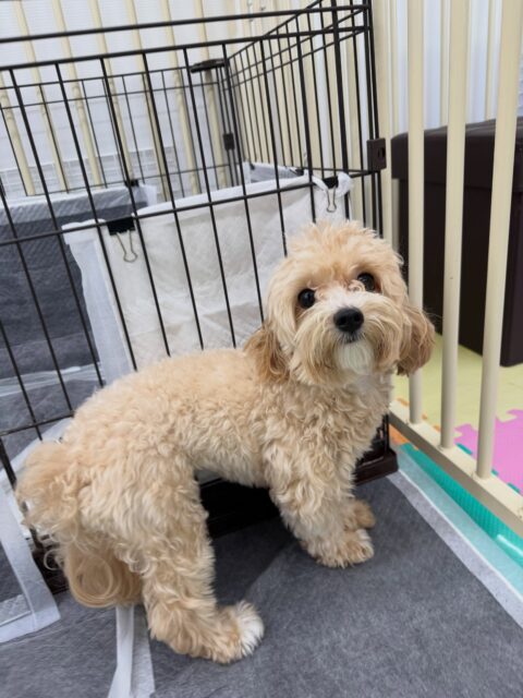 本日幼稚園体験に来てくれました🐶
最初は緊張していてトイレの前から動けませんでしたが、だんだん慣れてきて、園内を歩き回ってみたり、他の子達に匂いを嗅がれみたりしていろんな体験ができました👏

🐾🐶愛犬のお悩みご相談ください🐶🐾
@kenkohmura_official
 ↑フォロー待ってます↑

〒955-0091 新潟県三条市上須頃大割４２８−１
☎︎ 0256-35-2571
✉️ info@kenkohmura.jp
HP: http://kenkohmura.jp
LINE: https://lin.ee/7LIz5sb

#犬幸村#犬の幼稚園 #吠える、噛む #犬のしつけ #トイレ
ミックスミックス犬ミックス犬可愛いミックス犬大好きミックス犬倶楽部