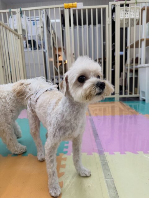 神威ちゃん🐶
本日は、久しぶりの来園で懐かしのみんなと会えて嬉しそうにしていました🤭みんなの匂いを嗅いだり、駆け引きをしあったりして少しずつ感覚を思い出していました👍

🐾🐶愛犬のお悩みご相談ください🐶🐾
@kenkohmura_official
 ↑フォロー待ってます↑

〒955-0091 新潟県三条市上須頃大割４２８−１
☎︎ 0256-35-2571
✉️ info@kenkohmura.jp
HP: http://kenkohmura.jp
LINE: https://lin.ee/7LIz5sb

#犬幸村#犬の幼稚園 #吠える、噛む #犬のしつけ #トイレ
ミックスミックス犬ミックス犬可愛いミックス犬大好きミックス犬倶楽部