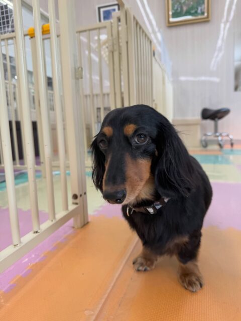 クッキーちゃん🐶
本日はニコペットのちびっ子達やモカちゃん、ププちゃん達と匂いを嗅ぎ合ったり、挨拶をしあったりして上手にコミュニケーションを取っていました🤭
🐾🐶愛犬のお悩みご相談ください🐶🐾
@kenkohmura_official
↑フォロー待ってます↑
〒955-0091 新潟県三条市上須頃大割428−1
☎︎ 0256-35-2571
✉️ info@kenkohmura.jp
HP: http://kenkohmura.jp
LINE: https://lin.ee/7LIz5sb
#犬幸村#犬の幼稚園 #吠える、噛む #犬のしつけ #トイレ
ダックスダックス可愛いダックス倶楽部ダックス可愛いすぎるダックス大好き