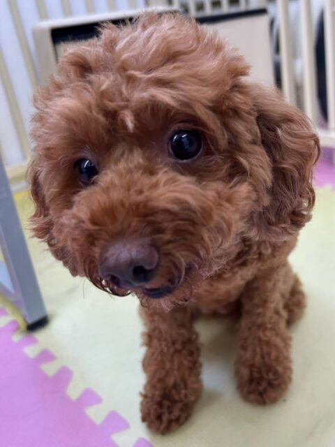 モコちゃん🐶
本日はニコペットのちびっ子達やカイちゃん、ププちゃん達と匂いを嗅ぎ合ったり、みんなで挨拶をしあったりして過ごしていました🤭

🐾🐶愛犬のお悩みご相談ください🐶🐾
@kenkohmura_official
 ↑フォロー待ってます↑

〒955-0091 新潟県三条市上須頃大割４２８−１
☎︎ 0256-35-2571
✉️ info@kenkohmura.jp
HP: http://kenkohmura.jp
LINE: https://lin.ee/7LIz5sb

#犬幸村#犬の幼稚園 #吠える、噛む #犬のしつけ #トイレ
トイプートイプー可愛いトイプー倶楽部トイプー大好きトイプー可愛いすぎる