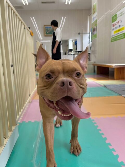 BOSSちゃん🐶
本日はニコペットの柴犬ちゃんやぽん太と永遠に走り回ったり、激しすぎるワンプロを繰り広げていました🤭
楽しそうに遊べていてよかったです👍
🐾🐶愛犬のお悩みご相談ください🐶🐾
@kenkohmura_official
↑フォロー待ってます↑
〒955-0091 新潟県三条市上須頃大割428−1
☎︎ 0256-35-2571
✉️ info@kenkohmura.jp
HP: http://kenkohmura.jp
LINE: https://lin.ee/7LIz5sb
#犬幸村#犬の幼稚園 #吠える、噛む #犬のしつけ #トイレ
ミックスミックス犬ミックス犬可愛いミックス犬大好きミックス犬倶楽部
