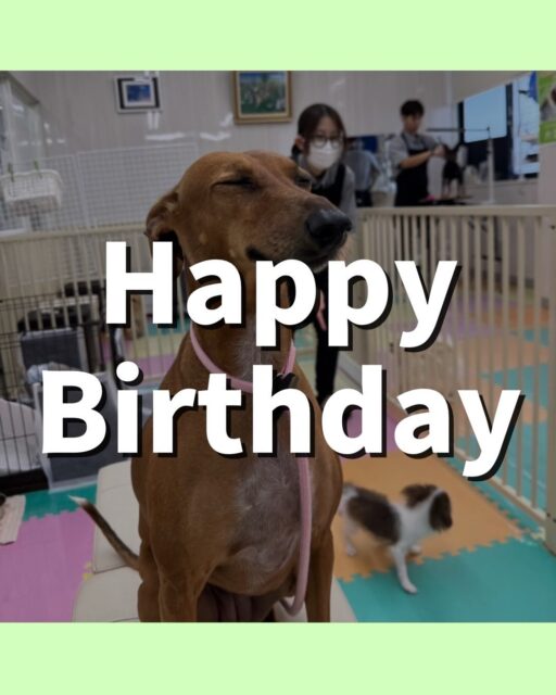 カノアちゃん＆クールちゃん🐶

カノアちゃんhappy birthday🎉
お誕生日おめでとうこございます‼️

本日園内でカノアちゃんはマルちゃんやきりまるちゃん達に追いかけられたり、匂いを嗅ぎ回られたり、遊びに誘われたりして大人気でした👍

クールちゃんは外のお客さんが気になったのか走って椅子の上からみにいったり、カノアちゃんと一緒にいろんな子達にちょっかいを出されたりして過ごしていました🤭

🐾🐶愛犬のお悩みご相談ください🐶🐾
@kenkohmura_official
 ↑フォロー待ってます↑

〒955-0091 新潟県三条市上須頃大割４２８−１
☎︎ 0256-35-2571
✉️ info@kenkohmura.jp
HP: http://kenkohmura.jp
LINE: https://lin.ee/7LIz5sb

#犬幸村#犬の幼稚園 #吠える、噛む #犬のしつけ #トイレ
ミックスミックス犬ミニピンミニピン可愛い