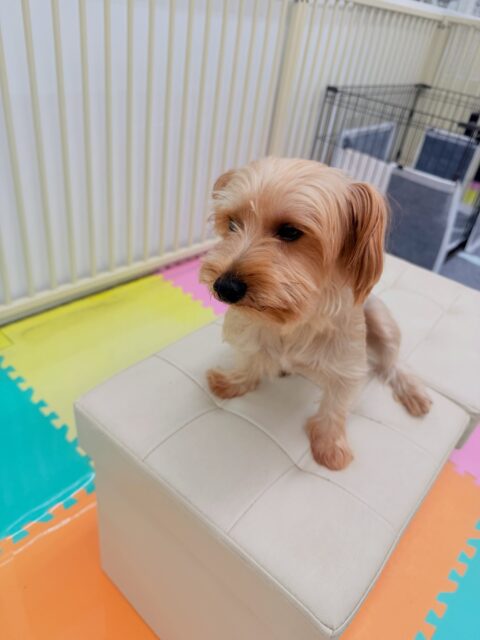 ロンちゃん🐶
⁡
今日は、マルちゃんにグイグイ来られると「しつこいよ！」と猛抗議していました！🤣
また、NICOPETの子達に「みんな遊ぼうよー」と遊びに誘っていました！😁
⁡
🐾🐶愛犬のお悩みご相談ください🐶🐾
@kenkohmura_official
↑フォロー待ってます↑

☎︎ 0〒955-0091 新潟県三条市上須頃大割４２８−１256-35-2571
✉️ info@kenkohmura.jp
HP: http://kenkohmura.jp
LINE: https://lin.ee/7LIz5sb

#犬幸村#犬の幼稚園 #吠える、噛む #犬のしつけ #トイレ ヨークシャーテリア ヨークシャーテリア大好き ヨークシャーテリア可愛い