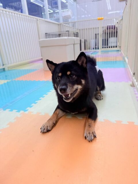 コタローちゃん🐶
本日歯磨きトレーニングを開始して1年10ヶ月が経ちました
歯の状態はすごく良くキープできているのでこのまま継続を意識してこの白さを保ちましょう✊

園内ではコロンちゃんや北斗ちゃん、ニコペットの柴犬達とはしゃぎ回ったりして休まずに1日中遊び回って楽しそうにしていました🤣

🐾🐶愛犬のお悩みご相談ください🐶🐾
@kenkohmura_official
 ↑フォロー待ってます↑

〒955-0091 新潟県三条市上須頃大割４２８−１
☎︎ 0256-35-2571
✉️ info@kenkohmura.jp
HP: http://kenkohmura.jp
LINE: https://lin.ee/7LIz5sb

#犬幸村#犬の幼稚園 #吠える、噛む #犬のしつけ #トイレ
柴犬柴犬可愛い柴犬大好き柴犬可愛いすぎる柴犬倶楽部