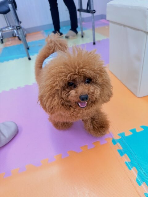 ププちゃん🐶
⁡
今日は、朝から楽しそうに園内を走り回ったり、NICOPETにいる子達と仲良くわんプロして遊んでいました！😆
また、店内へお散歩行った時はルンルンしながら楽しそうに歩いていました！☺️
⁡
🐾🐶愛犬のお悩みご相談ください🐶🐾
@kenkohmura_official
↑フォロー待ってます↑

☎︎ 0〒955-0091 新潟県三条市上須頃大割４２８−１256-35-2571
✉️ info@kenkohmura.jp
HP: http://kenkohmura.jp
LINE: https://lin.ee/7LIz5sb

#犬幸村#犬の幼稚園 #吠える、噛む #犬のしつけ #トイレ トイプードル トイプードルとの暮らし トイプードル可愛い